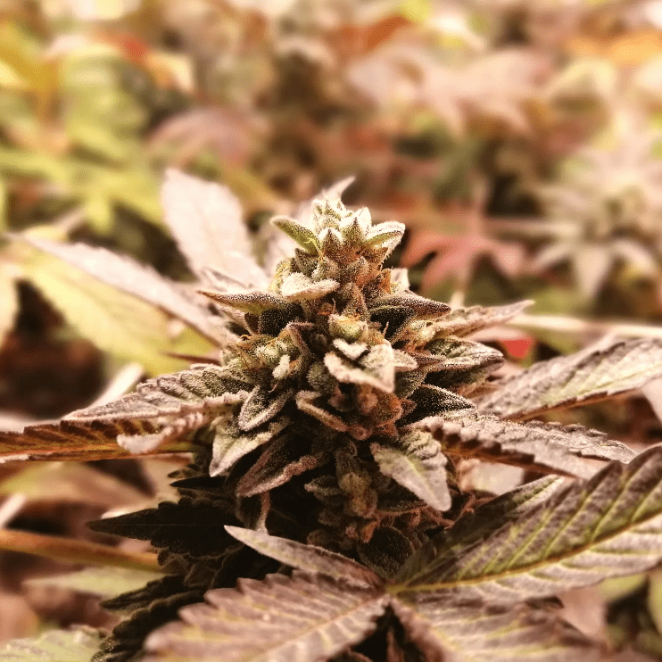 Mint Cookie Cannabis Seeds - French Touch Seeds