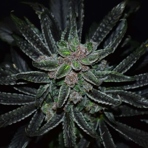New Berry Cannabis Seeds - DJ Short