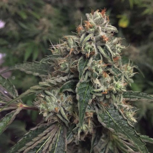 OG Reek'n Hybrid Cannabis Seeds - Devils Harvest Seeds