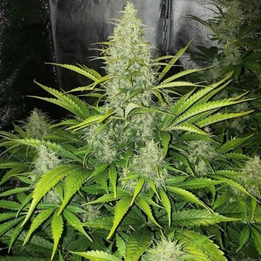 Reek'n Auto Cannabis Seeds - Devils Harvest Seeds