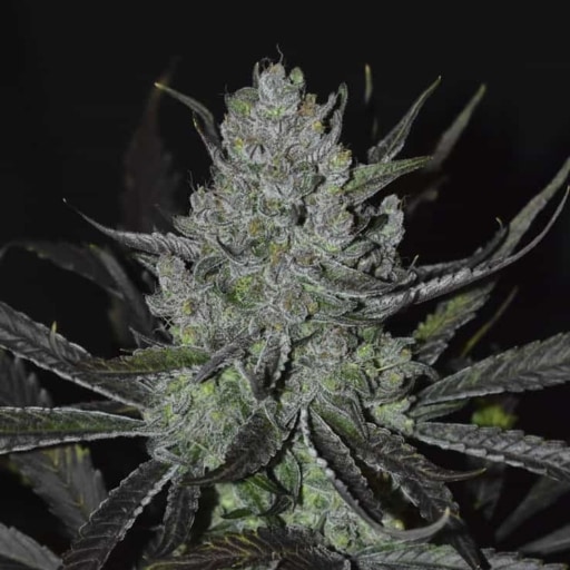 Seven Of Nine Cannabis Seeds - DJ Short