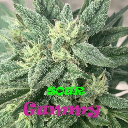 Sour Gummy Cannabis Seeds - Dr Underground