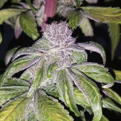 Temple Flo Cannabis Seeds - DJ Short