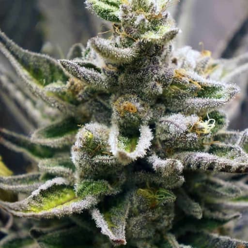 Vanillun Cannabis Seeds - DJ Short