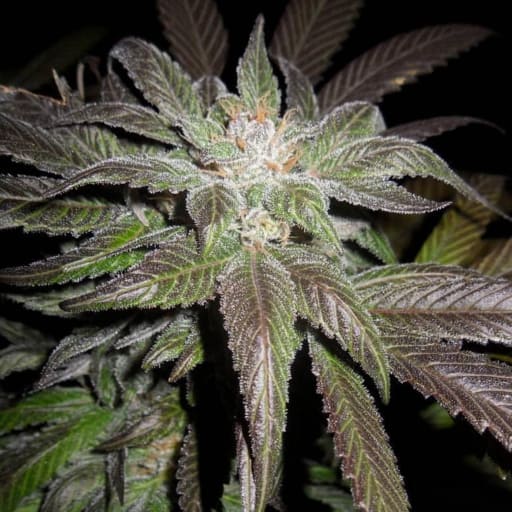 Whitaker Blues Cannabis Seeds - DJ Short