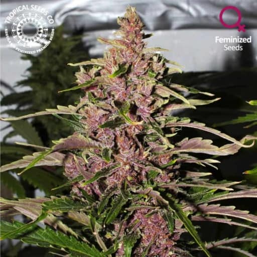 Afrokush Cannabis Seeds - Tropical Seeds