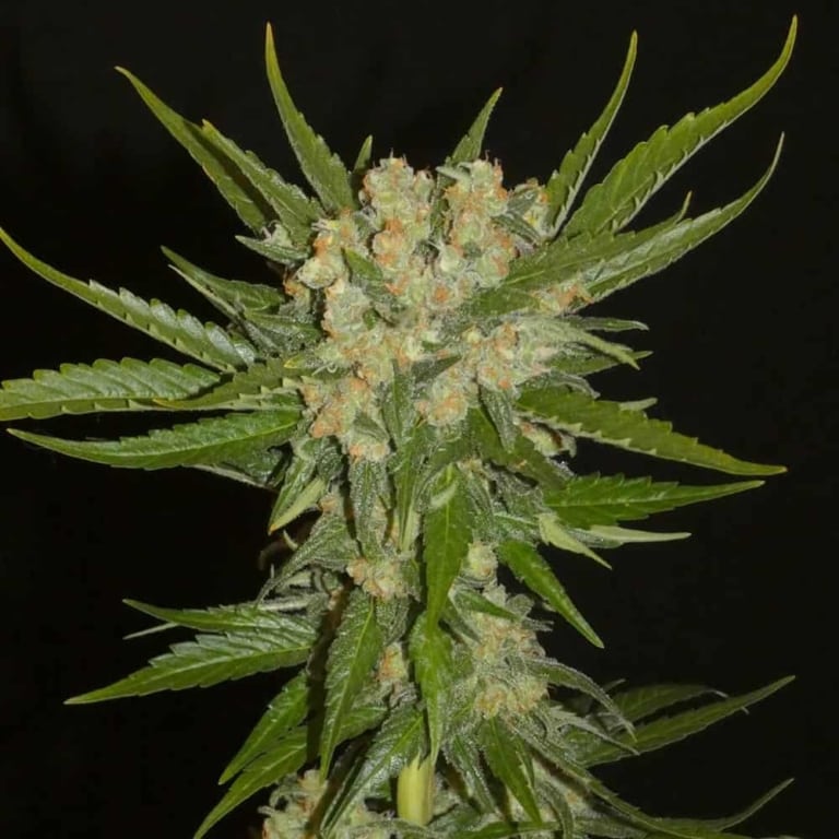 Alladin's Skunk Cannabis Seeds - Khalifa Genetics