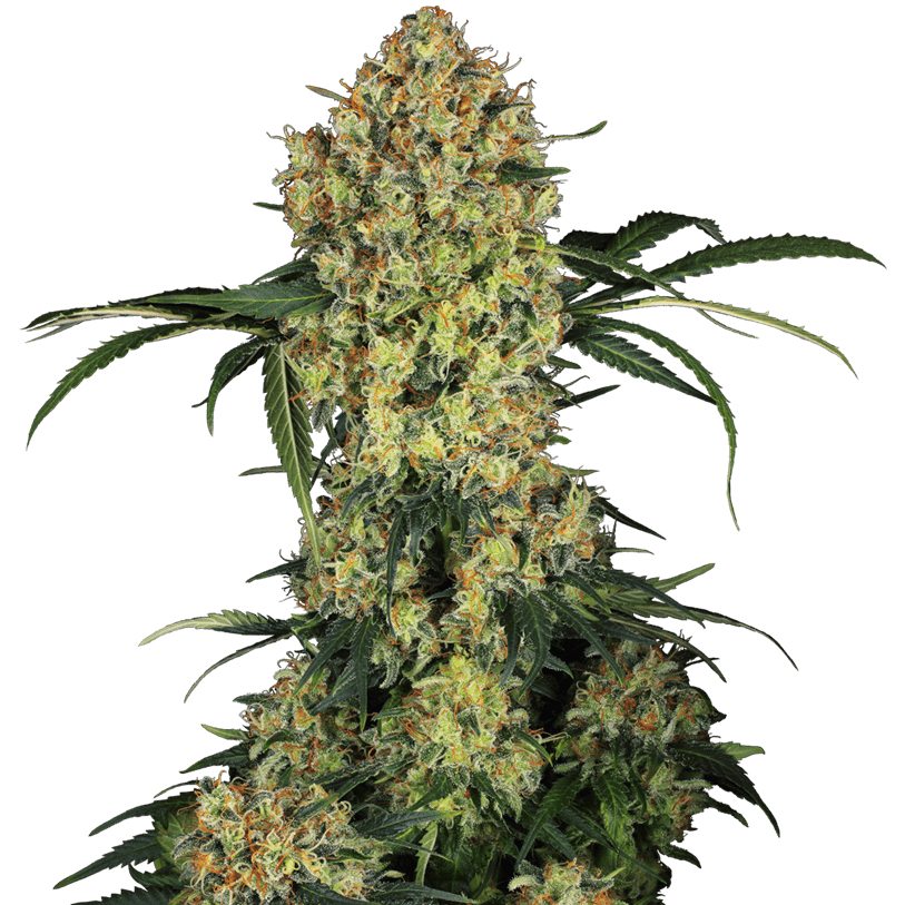 Aloha OG Feminised Cannabis Seeds - Sensi Seeds Research