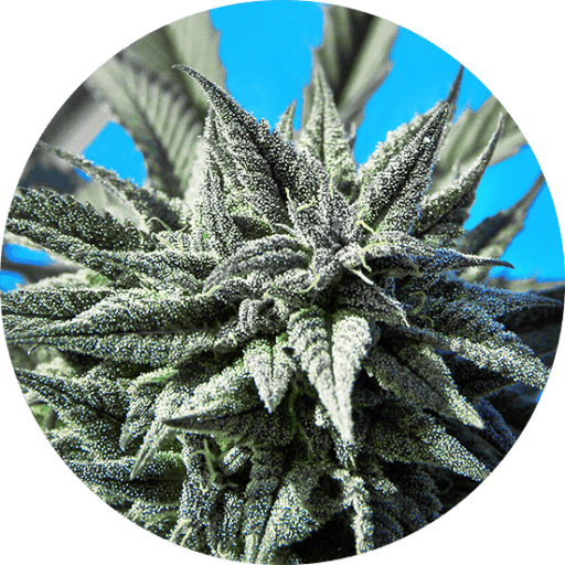 Auto Tao Blueberry Cannabis Seeds - Top Tao Seeds