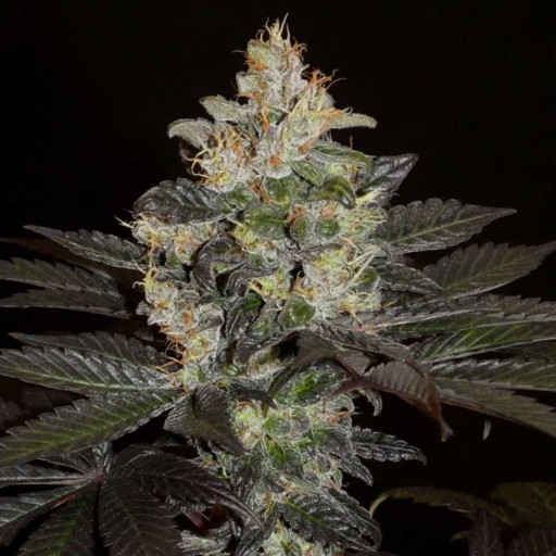 Balkh Hashplant Cannabis Seeds - Khalifa Genetics