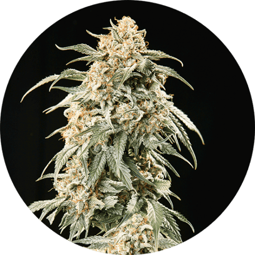 Big Auto Tao Cannabis Seeds - Top Tao Seeds