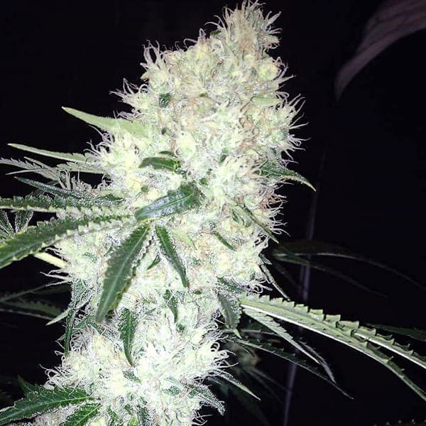 Big White Cannabis Seeds - Accelerator Seeds