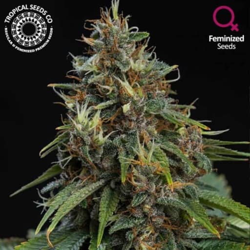 Bisho Purple Cannabis Seeds - Tropical Seeds
