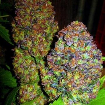 Blueberry Cannabis Seeds - Phoenix Seeds