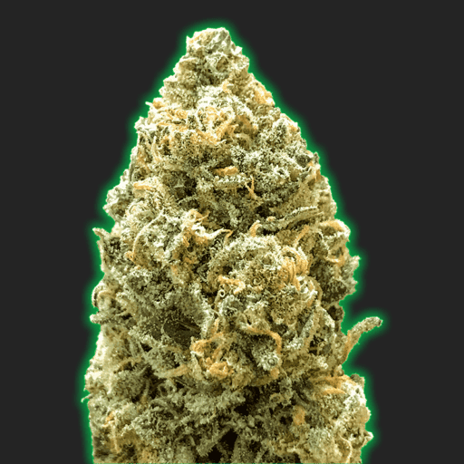 Monster Bruce Banner Auto Cannabis Seeds - Monster Genetics