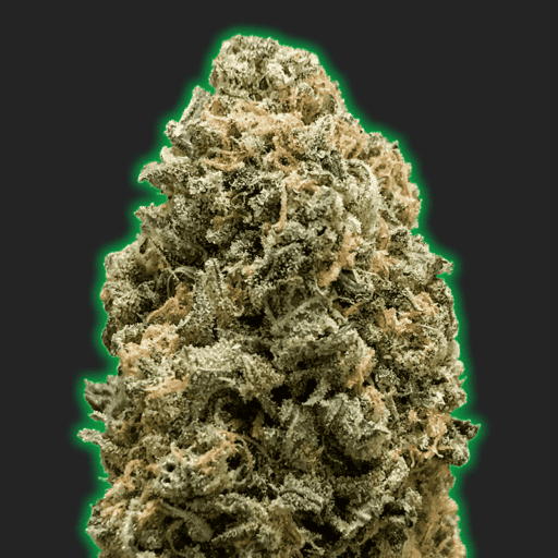 Monster Bruce Banner Feminised Cannabis Seeds - Monster Genetics