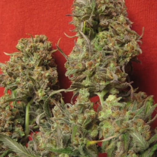 Critical Haze Cannabis Seeds - Resin Seeds