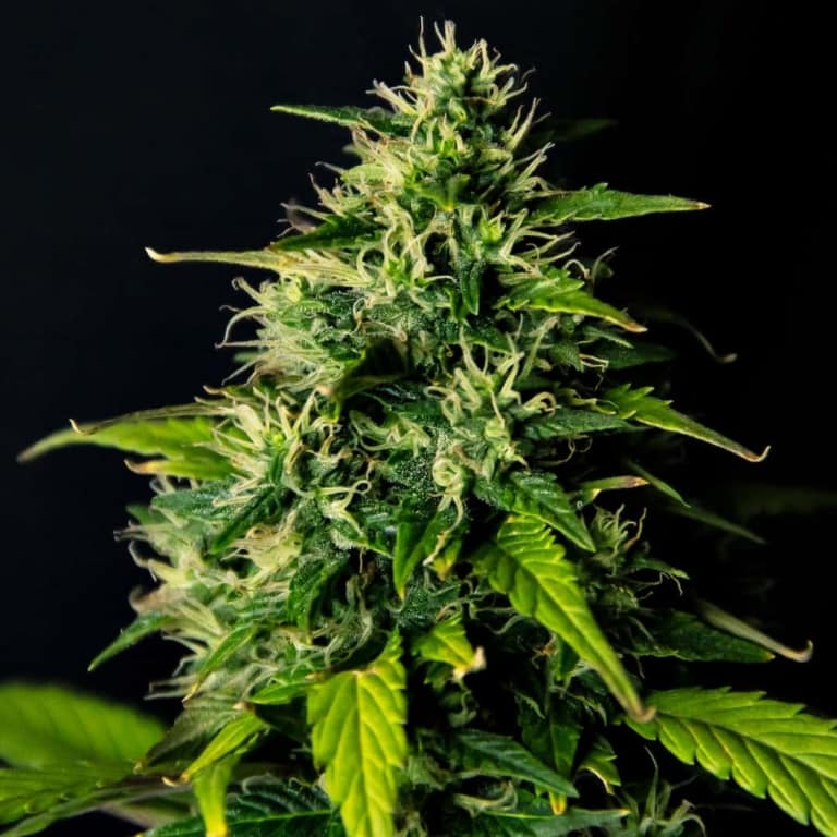 DC Cure 1:1 Cannabis Seeds - Doctor's Choice