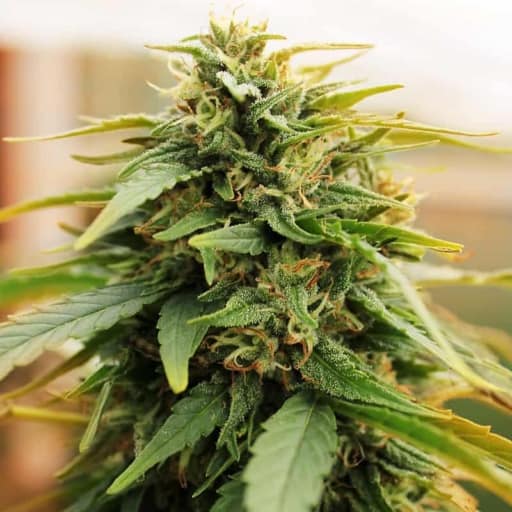 Deep Forest Super Auto Cannabis Seeds - Doctor's Choice