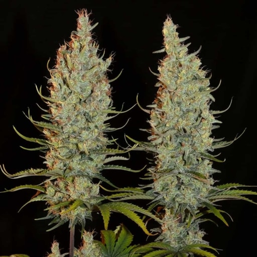 Desert Skunk Cannabis Seeds - Khalifa Genetics