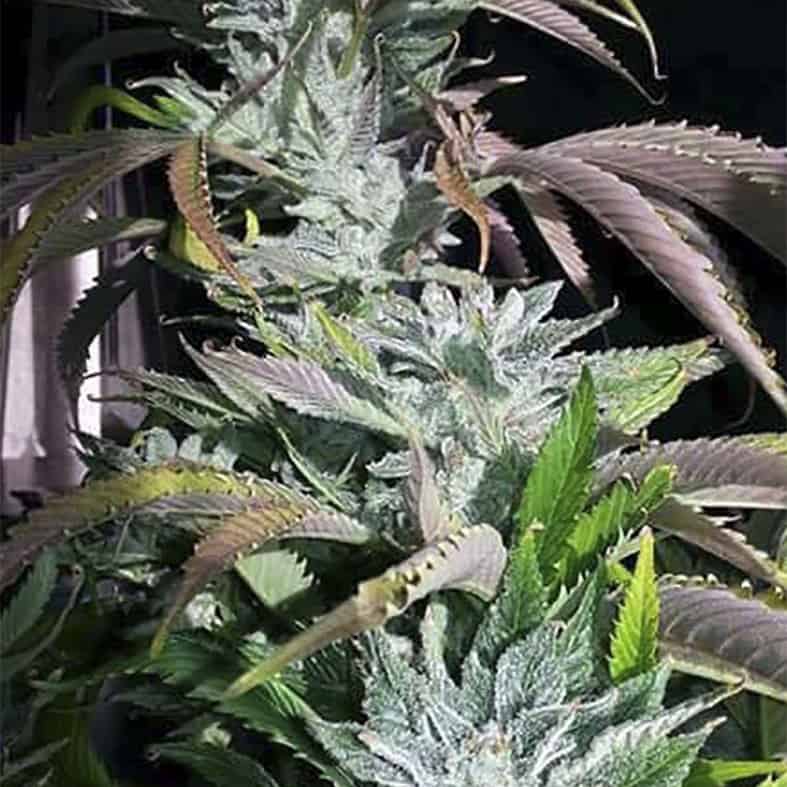Digital Dream Cannabis Seeds - Digital Genetics