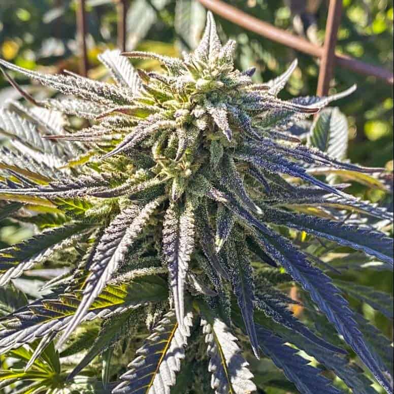 Digital Gorilla 2.0 Cannabis Seeds - Digital Genetics