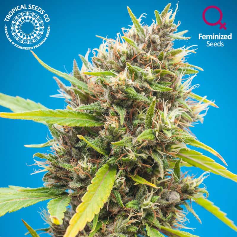 Durbakistan Cannabis Seeds - Tropical Seeds