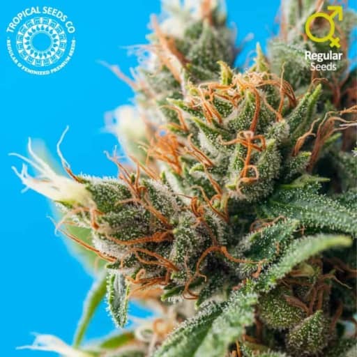 Durban Punch Cannabis Seeds - Tropical Seeds