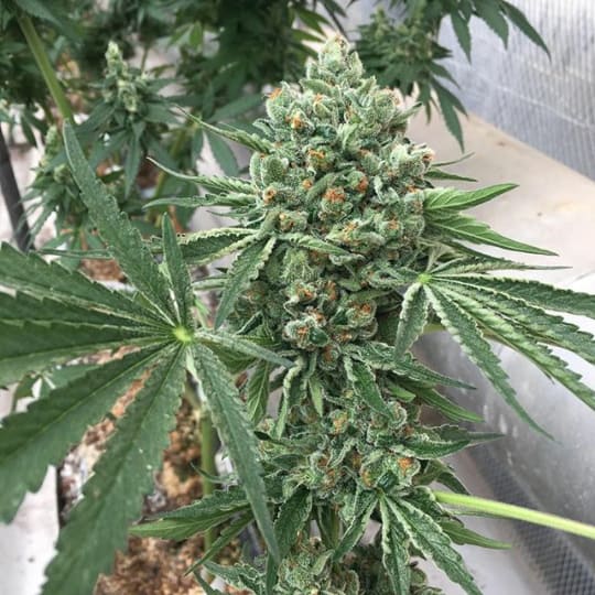 Eleven Cannabis Seeds - Homegrown Natural Wonders