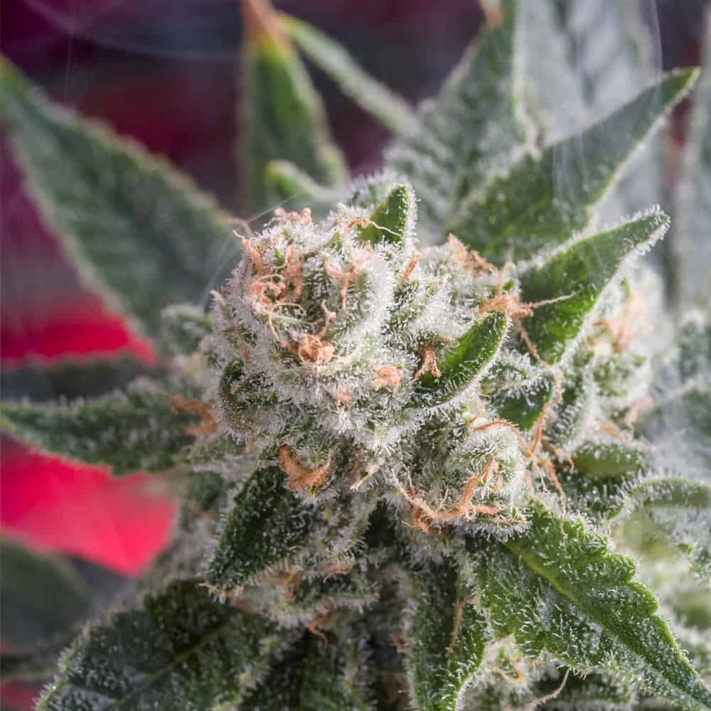 Frost Boss Cannabis Seeds - Homegrown Natural Wonders