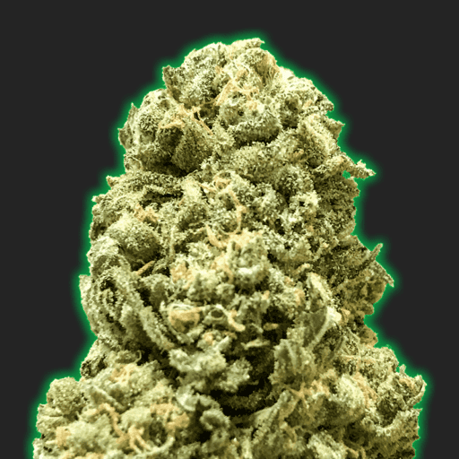 Monster Girl Scout Cookies Cannabis Seeds - Monster Genetics