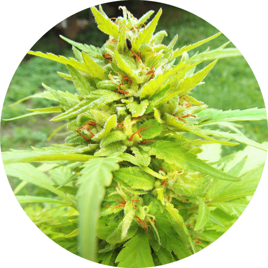 Golden Cannary Cannabis Seeds - Top Tao Seeds