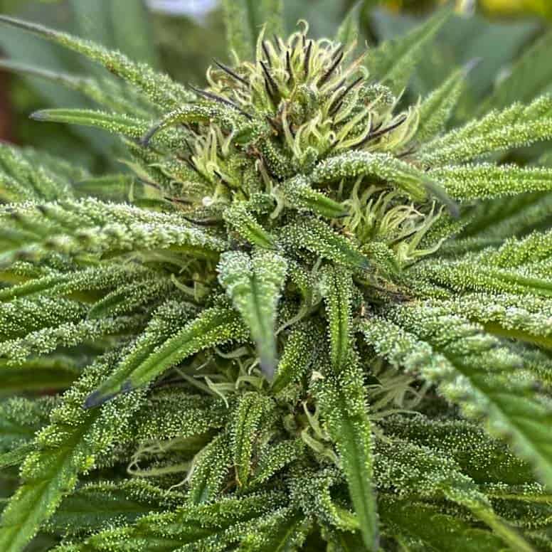 Grape Snowtrain 2.0 Cannabis Seeds - Digital Genetics