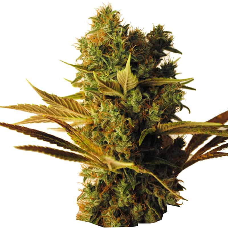 CBD Hammer Shark Cannabis Seeds - CBD Botanic