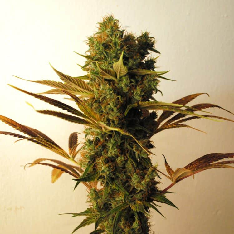 Hammershark Cannabis Seeds - Resin Seeds