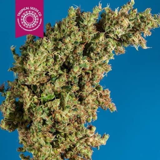 King Congo Cannabis Seeds - Tropical Seeds