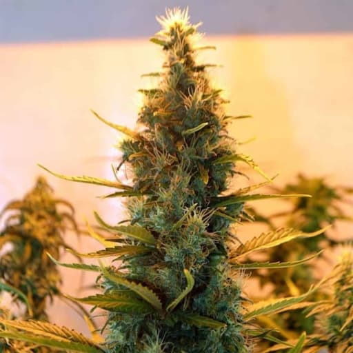 Lowryder Feminised Cannabis Seeds - Doctor's Choice