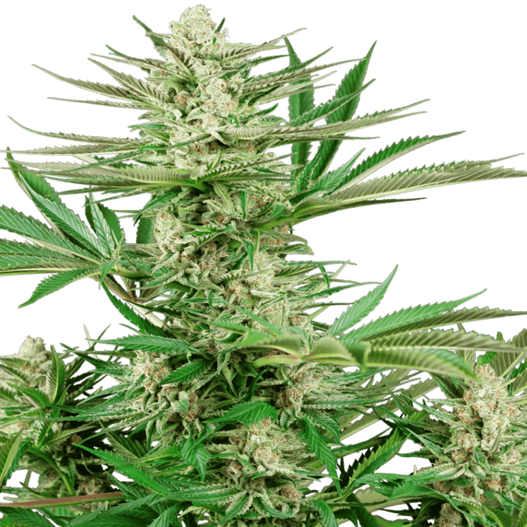 Malibu OG Gold Cannabis Seeds - Sensi Seeds Research