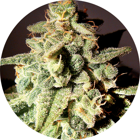 Micron Auto Cannabis Seeds - Top Tao Seeds