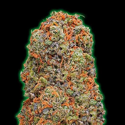 Monster Gelato Auto Cannabis Seeds - Monster Genetics