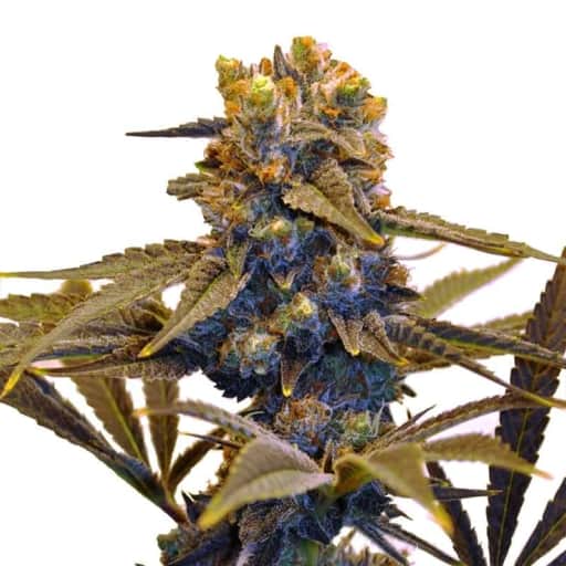 CBD New York Diesel Cannabis Seeds - CBD Botanic