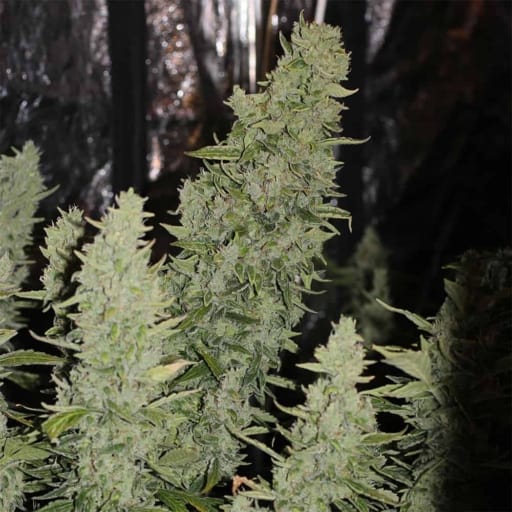 Niagara Cannabis Seeds - Doctor's Choice