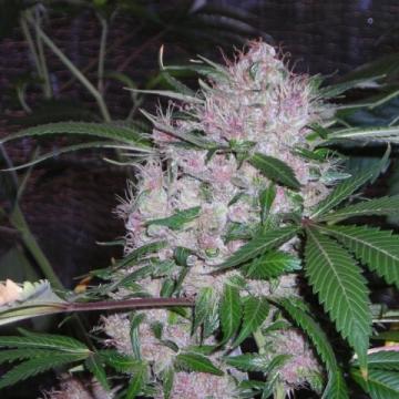 Northern Lights Feminised Cannabis Seeds - Phoenix Seeds