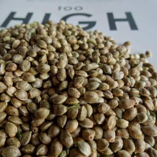 OG XXX Cannabis Seeds - Accelerator Seeds