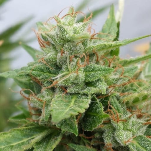 Ogre Cannabis Seeds - Doctor's Choice