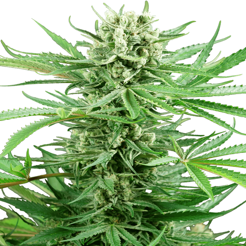 Papi Chulo Cannabis Seeds - Sensi Seeds Research