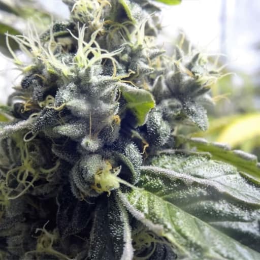 Platinum Valley Cannabis Seeds - Accelerator Seeds