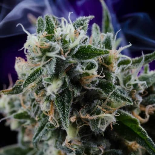 Quantum Kush Cannabis Seeds - Homegrown Natural Wonders