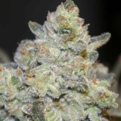 Quebec Poutine Cannabis Seeds - Digital Genetics