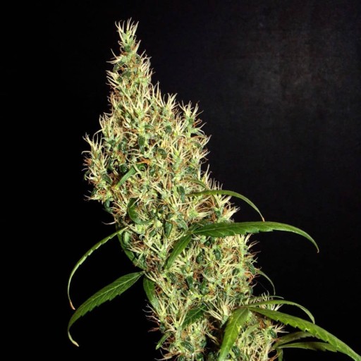 Rasol Village Cannabis Seeds - Khalifa Genetics